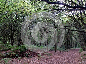 Sherwood Forest Landscape photo