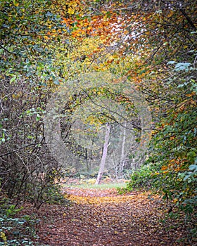 Sherwood Forest, UK - Autumn leaves and colours in Sherwood Forest, Sherwood Pines, Nottinghamshire, UK