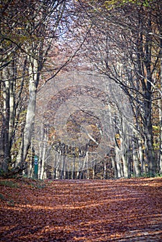 Sherwood Forest, UK - Autumn leaves and colours in Sherwood Forest, Sherwood Pines, Nottinghamshire, UK