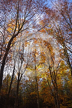 Sherwood Forest, UK - Autumn leaves and colours in Sherwood Forest, Sherwood Pines, Nottinghamshire, UK