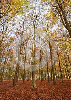 Sherwood Forest, UK - Autumn leaves and colours in Sherwood Forest, Sherwood Pines, Nottinghamshire, UK