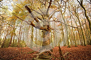 Sherwood Forest, UK - Autumn leaves and colours in Sherwood Forest, Sherwood Pines, Nottinghamshire, UK