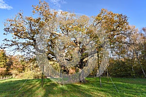 Sherwood Forest, UK - Major Oak, an extremely large and historic oak tree in Sherwood Forest, Nottinghamshire,