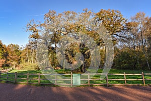 Sherwood Forest, UK - Major Oak, an extremely large and historic oak tree in Sherwood Forest, Nottinghamshire,