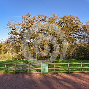 Sherwood Forest, UK - Major Oak, an extremely large and historic oak tree in Sherwood Forest, Nottinghamshire,