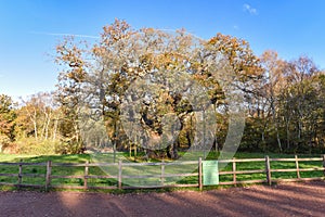 Sherwood Forest, UK - Major Oak, an extremely large and historic oak tree in Sherwood Forest, Nottinghamshire,