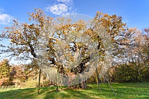 Sherwood Forest, UK - Major Oak, an extremely large and historic oak tree in Sherwood Forest, Nottinghamshire,