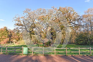 Sherwood Forest, UK - Major Oak, an extremely large and historic oak tree in Sherwood Forest, Nottinghamshire,