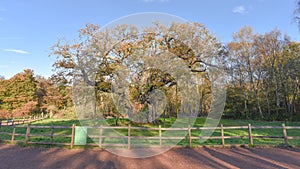 Sherwood Forest, UK - Major Oak, an extremely large and historic oak tree in Sherwood Forest, Nottinghamshire,