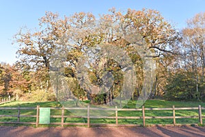 Sherwood Forest, UK - Major Oak, an extremely large and historic oak tree in Sherwood Forest, Nottinghamshire,