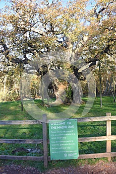 Sherwood Forest, UK - Major Oak, an extremely large and historic oak tree in Sherwood Forest, Nottinghamshire,