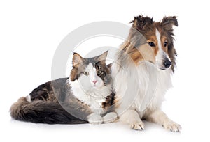 shetland dog ans maine coon cat