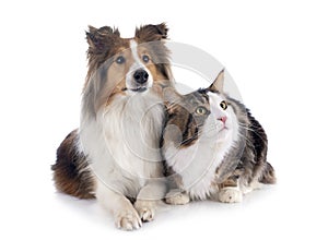 shetland dog ans maine coon cat