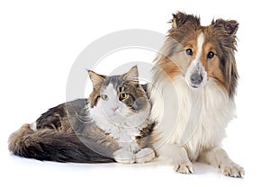 Shetland dog ans maine coon cat