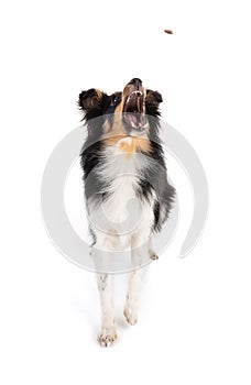 Shetland dog catching a kibble