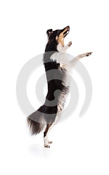 Shetland dog jumping