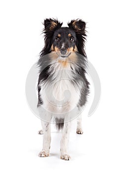 Shetland dog standing