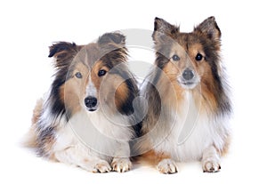 Shetland dogs