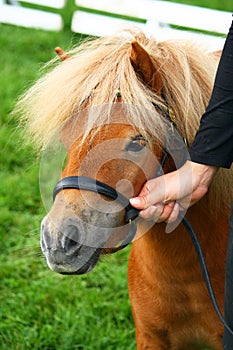 Shetland mini pony photo