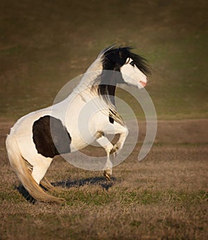 Shetland poni in autumn field
