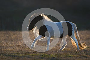 Shetland poni run at sunset