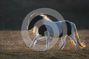 Shetland poni run at sunset photo