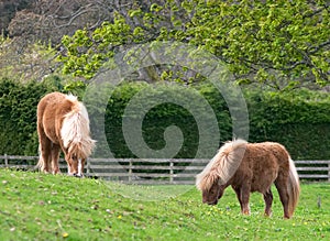 Shetland ponies