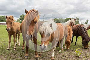 Shetland ponies