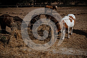 Shetland ponies eating hay in the paddock