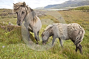 Shetland ponies south Uist outer Hebrides Scotland