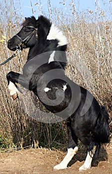 Shetland pony