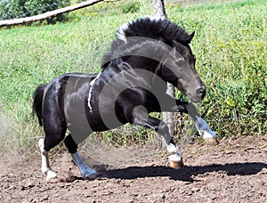 Shetland pony