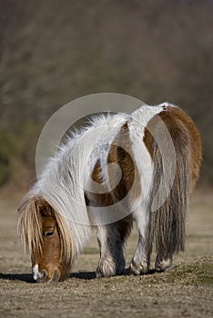 Shetland Pony photo