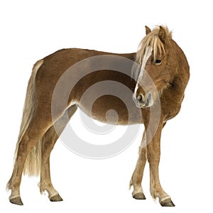 Shetland pony (2 years) photo