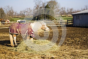 Shetland Pony