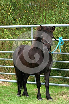 Shetland Pony