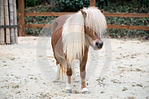 Shetland pony