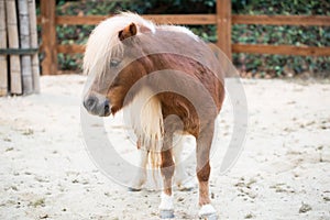 Shetland pony