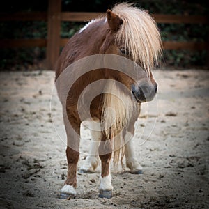 Shetland pony