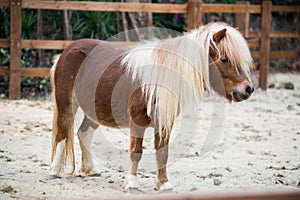 Shetland pony