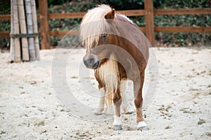 Shetland pony