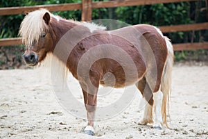 Shetland pony