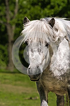 Shetland pony