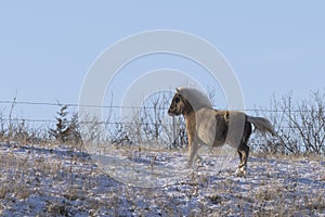 A Shetland Pony