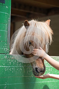 Shetland pony