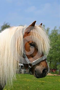 Shetland pony