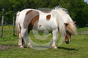 Shetland pony photo