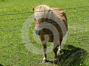 Shetland pony behind wire fence on a green land