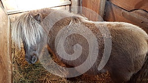 Sheepish Shetland pony