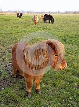 Shetland pony (Equus ferus caballus)